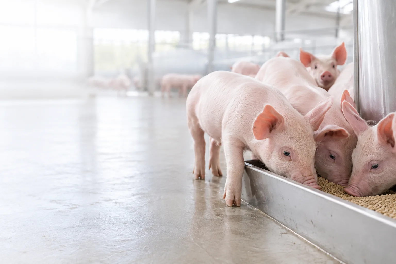 Piglets eating from a clean stainless-steel trough in a bright barn