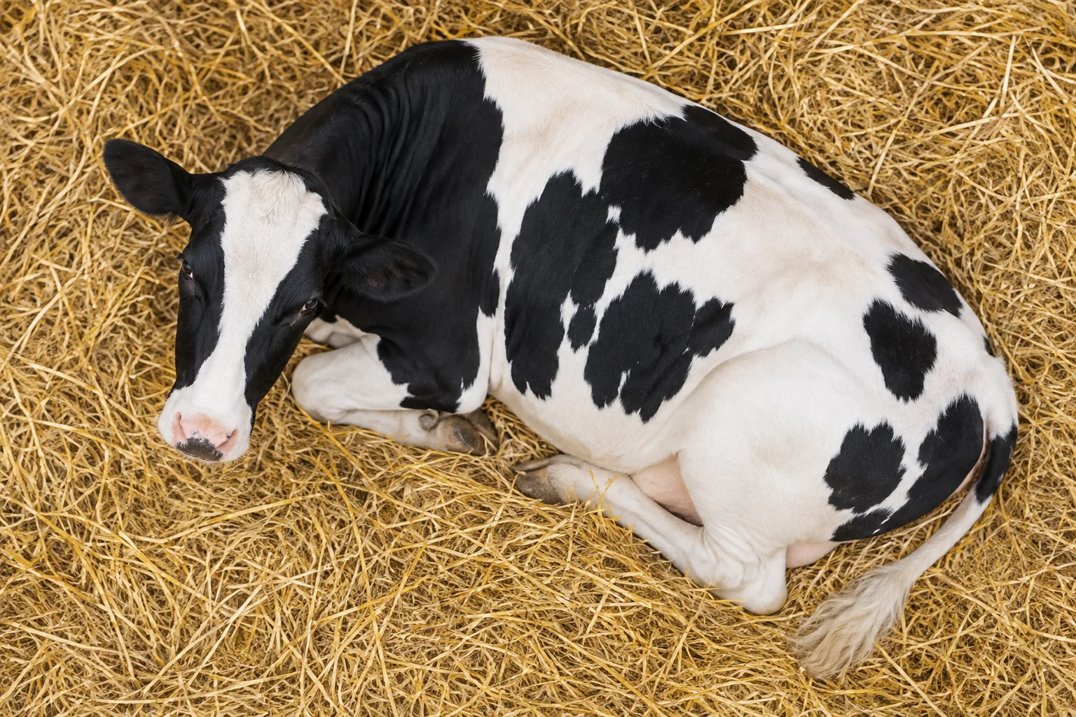A Holstein cow resting on clean straw
